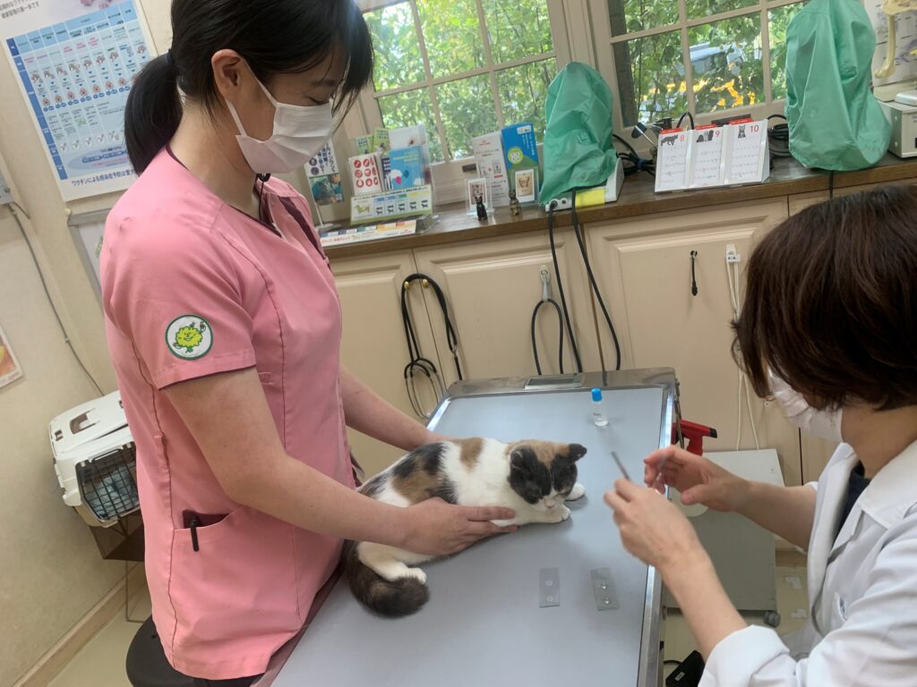 皮膚科特別診療　2022年9月20日|りんごの樹動物事例紹介・セカンドオピニオン情報 | 愛知県安城市の動物病院です