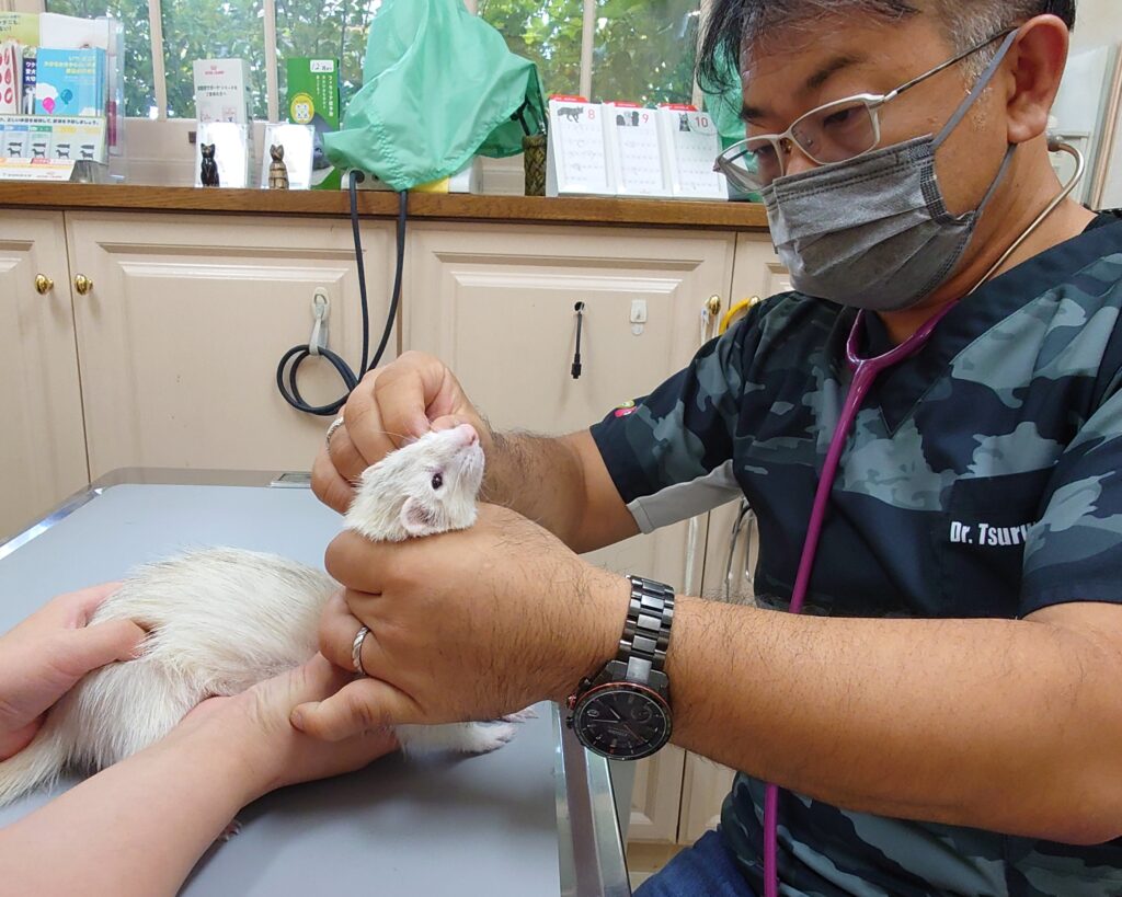 【エキゾ】9月4日　エキゾチック特診|愛知県の動物の専門治療病院 りんごの樹動物病院 | 犬・猫・エキゾチックなど動物の専門治療病院 | 科皮膚科・眼科・エキゾチック科・腫瘍科・麻酔科・臨床病院科・画像診断科・内視鏡外科・循環器科・行動診療科・緊急救命科