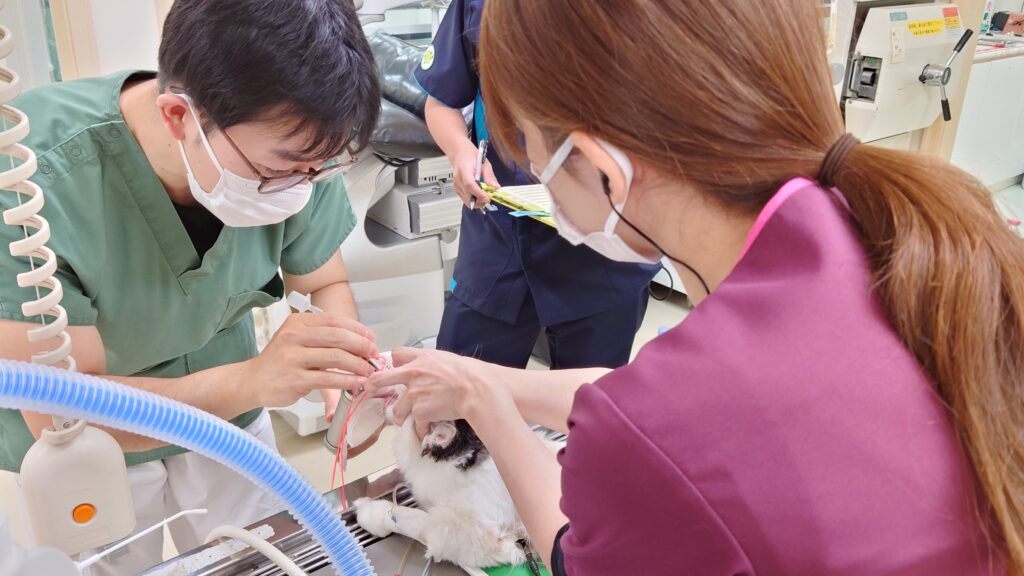 10月13日　麻酔科特診|りんごの樹動物事例紹介・セカンドオピニオン情報 | 愛知県安城市の動物病院です