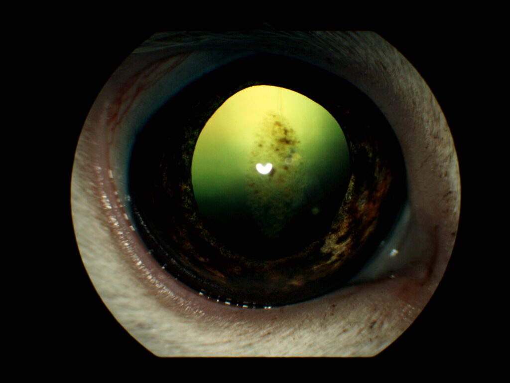 【眼科Short①】眼科特診を受診した子たちの紹介「瞳の変色」|愛知県の動物の専門治療病院 りんごの樹動物病院 | 犬・猫・エキゾチックなど動物の専門治療病院 | 科皮膚科・眼科・エキゾチック科・腫瘍科・麻酔科・臨床病院科・画像診断科・内視鏡外科・循環器科・行動診療科・緊急救命科