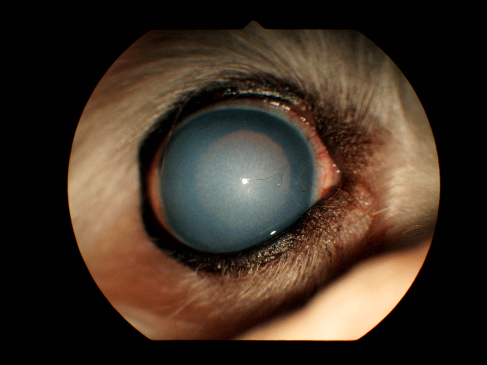 【眼科Short⑤】眼科特診を受診した子たちの紹介「角膜内皮障害」|りんごの樹動物事例紹介・セカンドオピニオン情報 | 愛知県安城市の動物病院です