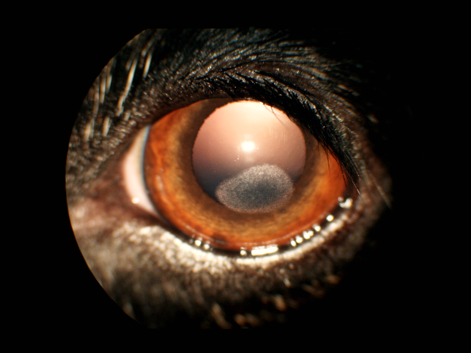 【眼科⑦】眼が白い？パートⅡ|りんごの樹動物事例紹介・セカンドオピニオン情報 | 愛知県安城市の動物病院です