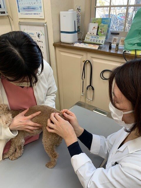 皮膚科特別診療　2023年2月21日|りんごの樹動物事例紹介・セカンドオピニオン情報 | 愛知県安城市の動物病院です