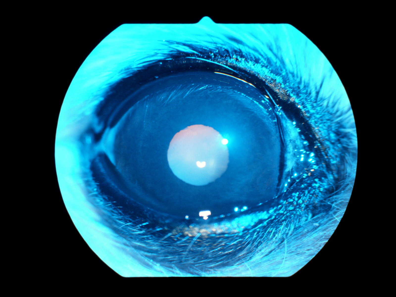 【眼科Short⑦】眼科特診を受診した子たちの紹介「進行性網膜萎縮」|りんごの樹動物事例紹介・セカンドオピニオン情報 | 愛知県安城市の動物病院です