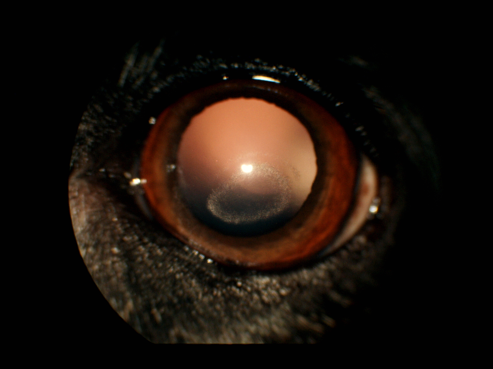 【眼科⑬】眼科特診を受診した子たちの紹介「角膜がきれいになってる」|りんごの樹動物事例紹介・セカンドオピニオン情報 | 愛知県安城市の動物病院です