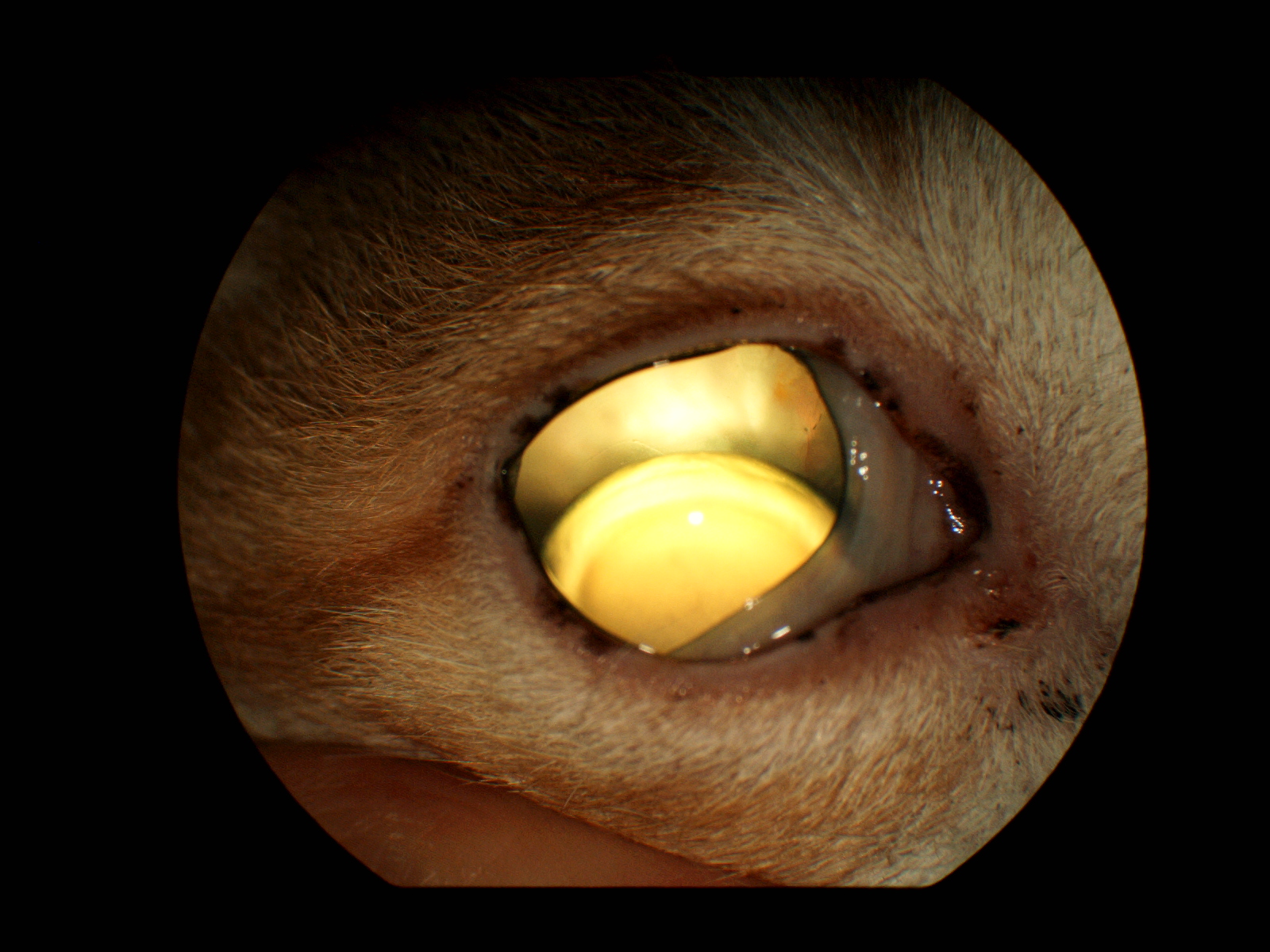 【眼科⑭】眼科特診を受診した子たちの紹介「水晶体脱臼」|りんごの樹動物事例紹介・セカンドオピニオン情報 | 愛知県安城市の動物病院です