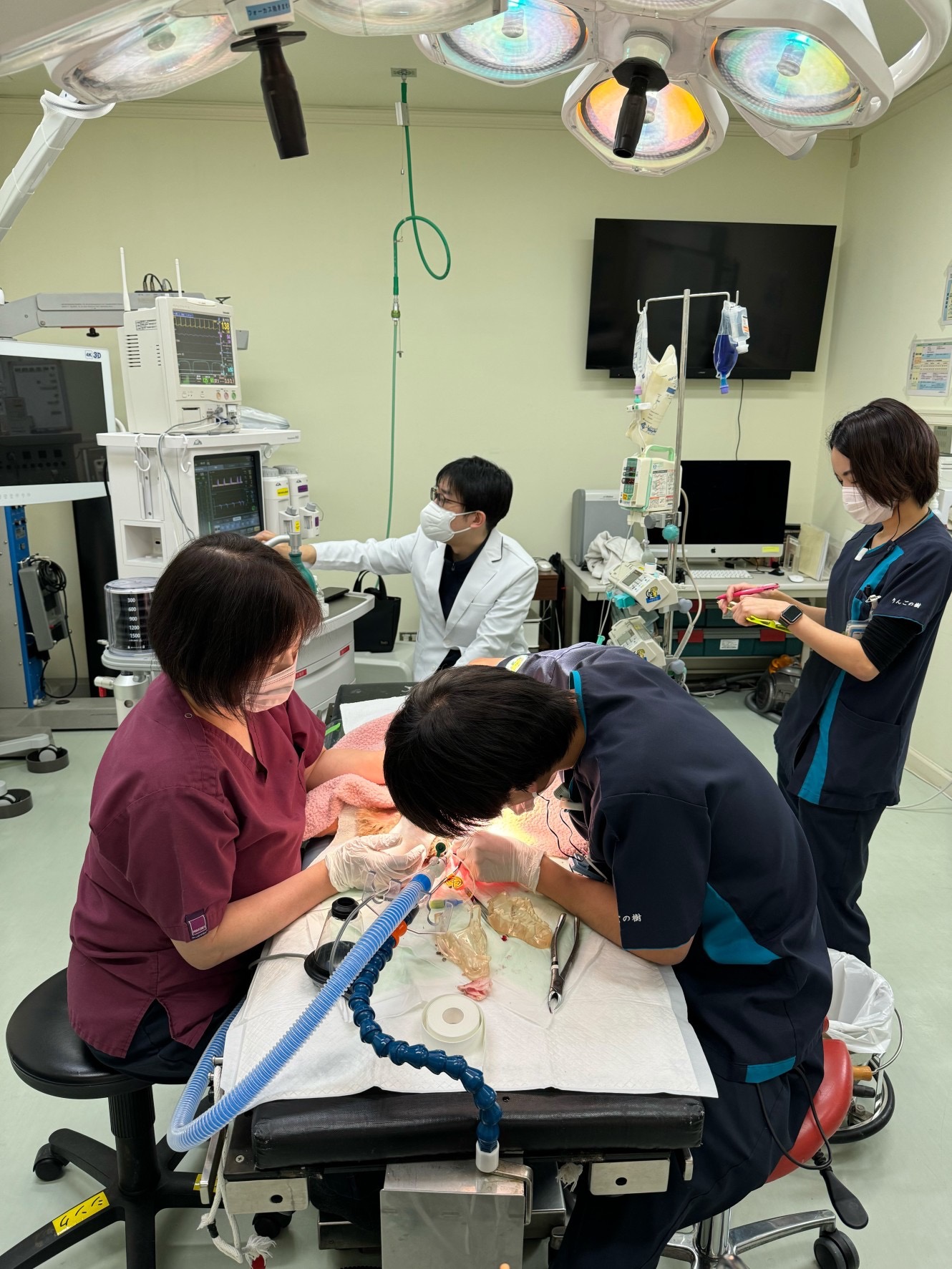 【麻酔科特診】  2024年3月|りんごの樹動物事例紹介・セカンドオピニオン情報 | 愛知県安城市の動物病院です