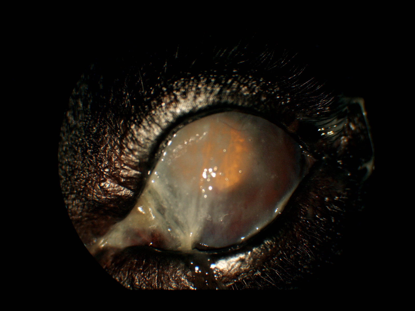 【眼科⑮】眼科特診を受診した子たちの紹介「乾性角結膜炎」|りんごの樹動物事例紹介・セカンドオピニオン情報 | 愛知県安城市の動物病院です