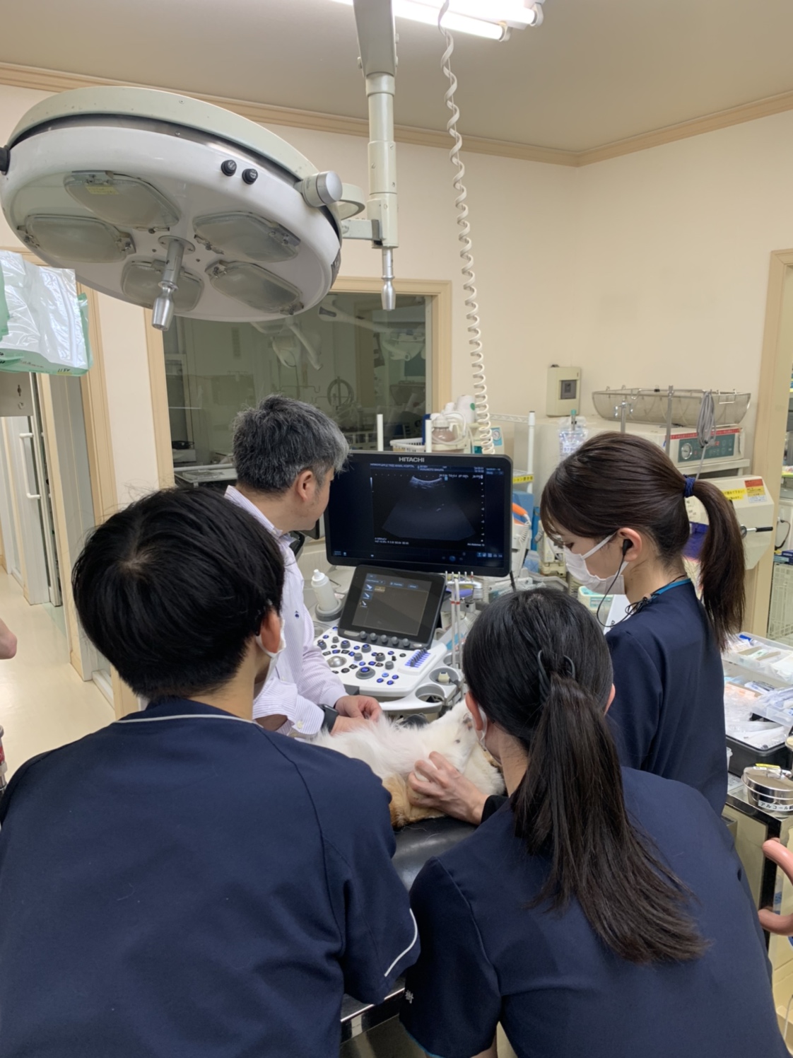 腫瘍科勉強会　2024.5.01|りんごの樹動物事例紹介・セカンドオピニオン情報 | 愛知県安城市の動物病院です