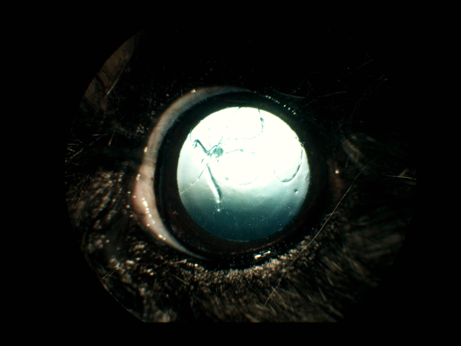 りんごの樹動物総合医療センター | 専門外来専用サイト | 犬・猫・エキゾチックなど動物の専門治療病院 | 皮膚科・眼科・エキゾチック科・腫瘍科・麻酔科・臨床病院科・ 内視鏡外科・循環器科・行動診療科  ・緊急救命科