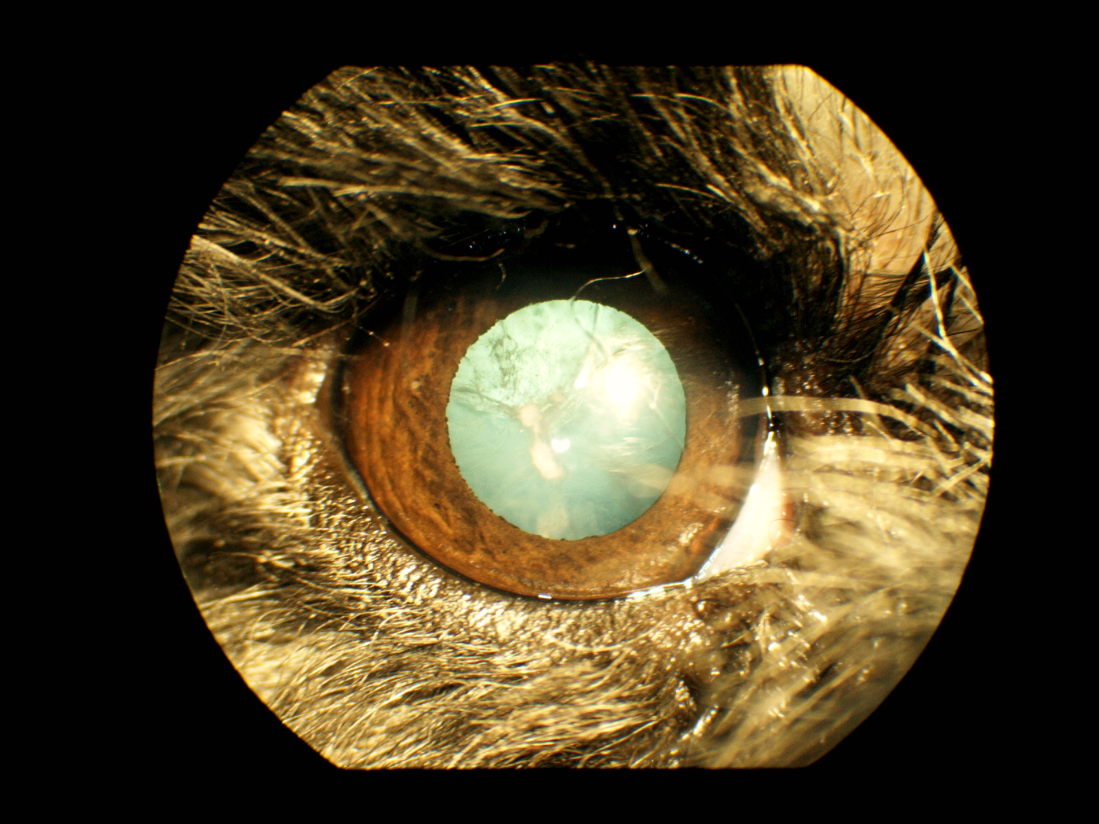 りんごの樹動物総合医療センター | 専門外来専用サイト | 犬・猫・エキゾチックなど動物の専門治療病院 | 皮膚科・眼科・エキゾチック科・腫瘍科・麻酔科・臨床病院科・ 内視鏡外科・循環器科・行動診療科  ・緊急救命科