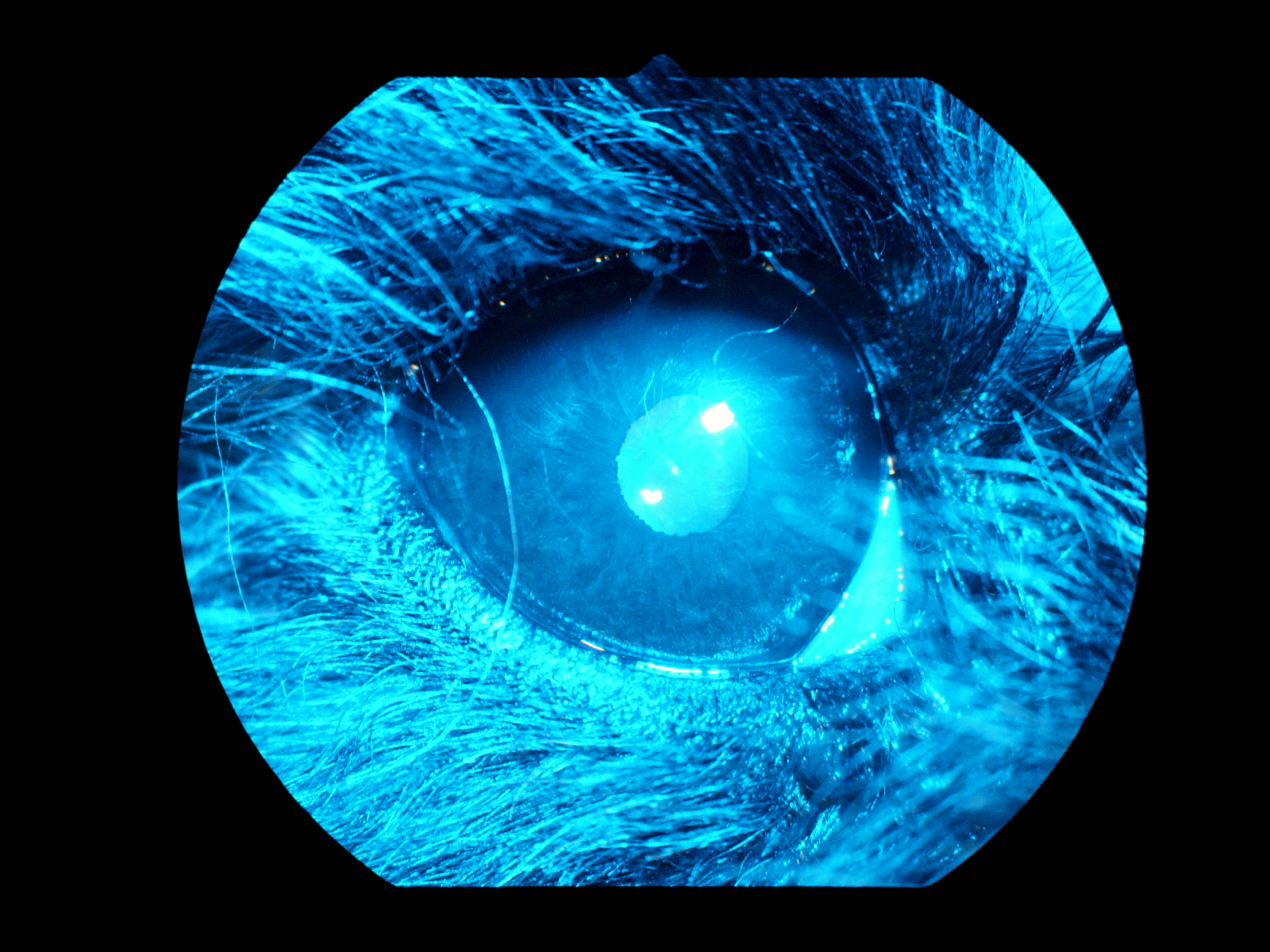 りんごの樹動物総合医療センター | 専門外来専用サイト | 犬・猫・エキゾチックなど動物の専門治療病院 | 皮膚科・眼科・エキゾチック科・腫瘍科・麻酔科・臨床病院科・ 内視鏡外科・循環器科・行動診療科  ・緊急救命科