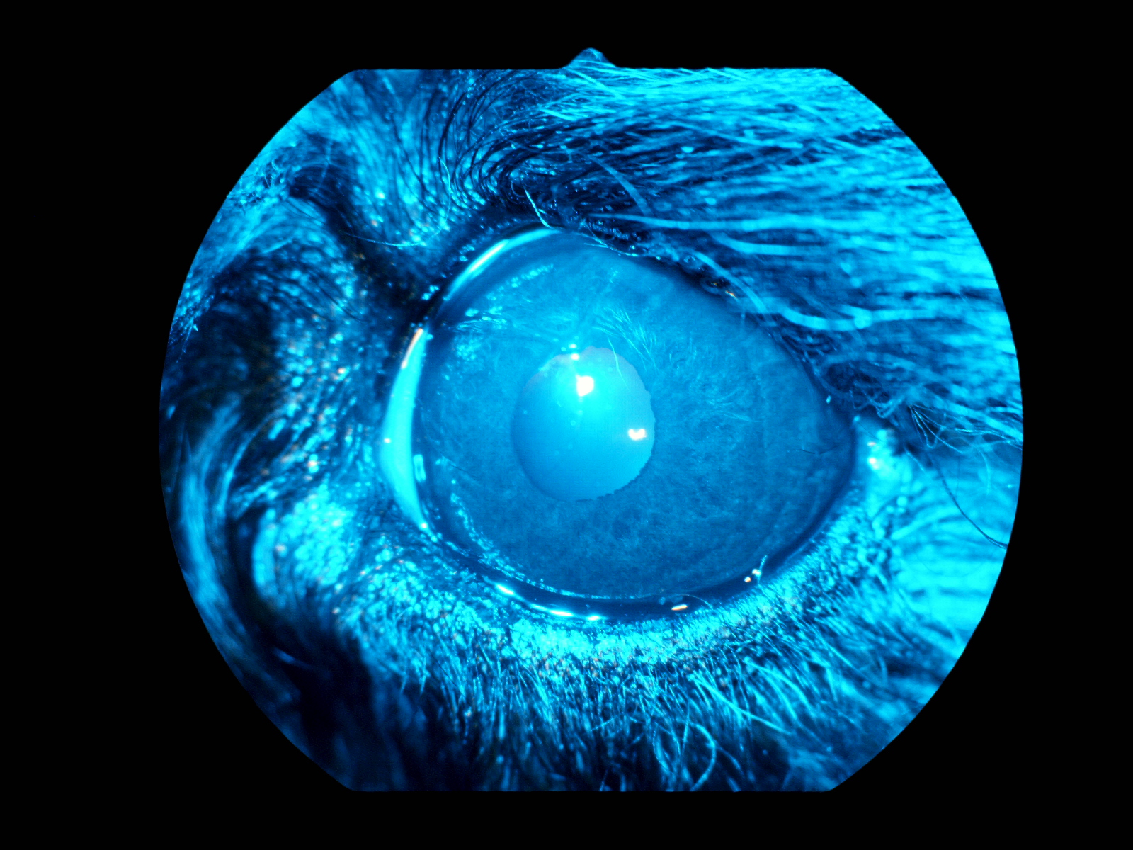 りんごの樹動物総合医療センター | 専門外来専用サイト | 犬・猫・エキゾチックなど動物の専門治療病院 | 皮膚科・眼科・エキゾチック科・腫瘍科・麻酔科・臨床病院科・ 内視鏡外科・循環器科・行動診療科  ・緊急救命科