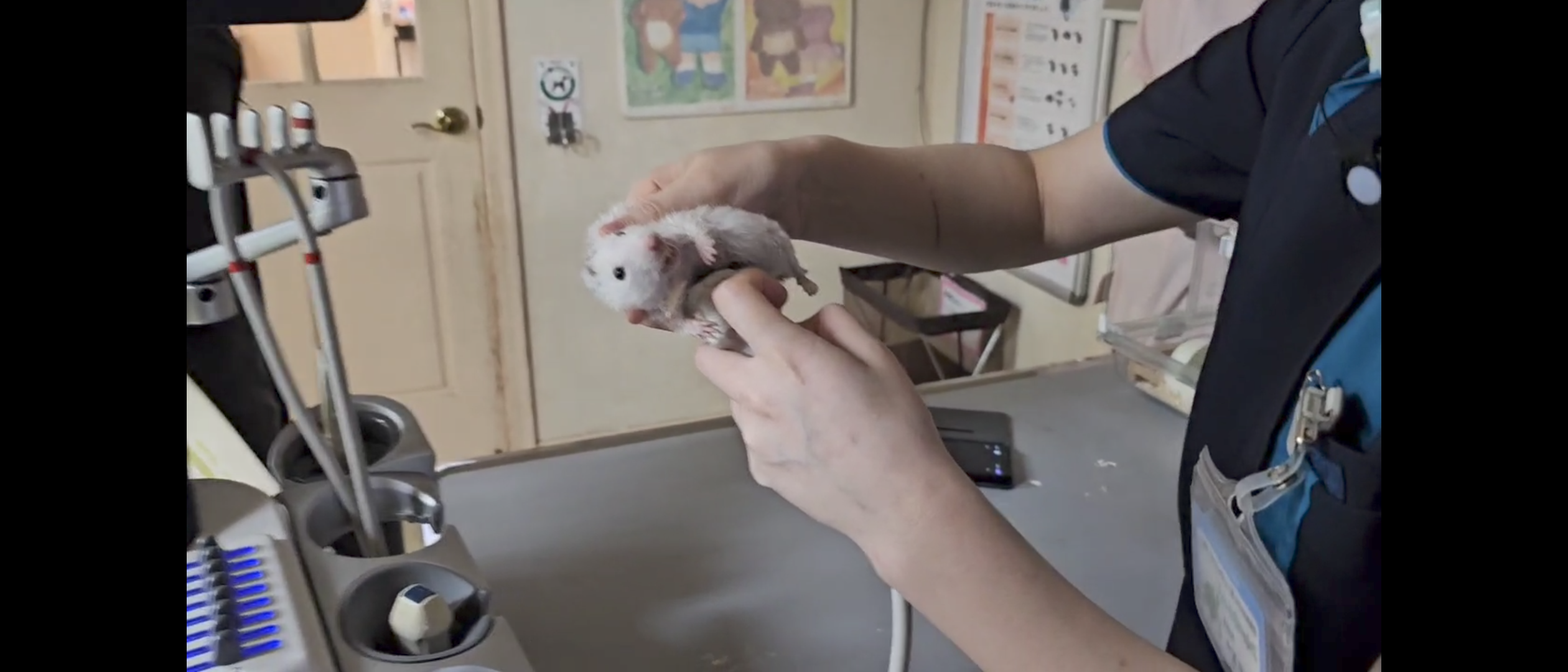 愛知県の動物の専門治療病院 りんごの樹動物病院 | 犬・猫・エキゾチックなど動物の専門治療病院 | 科皮膚科・眼科・エキゾチック科・腫瘍科・麻酔科・臨床病院科・画像診断科・内視鏡外科・循環器科・行動診療科・緊急救命科