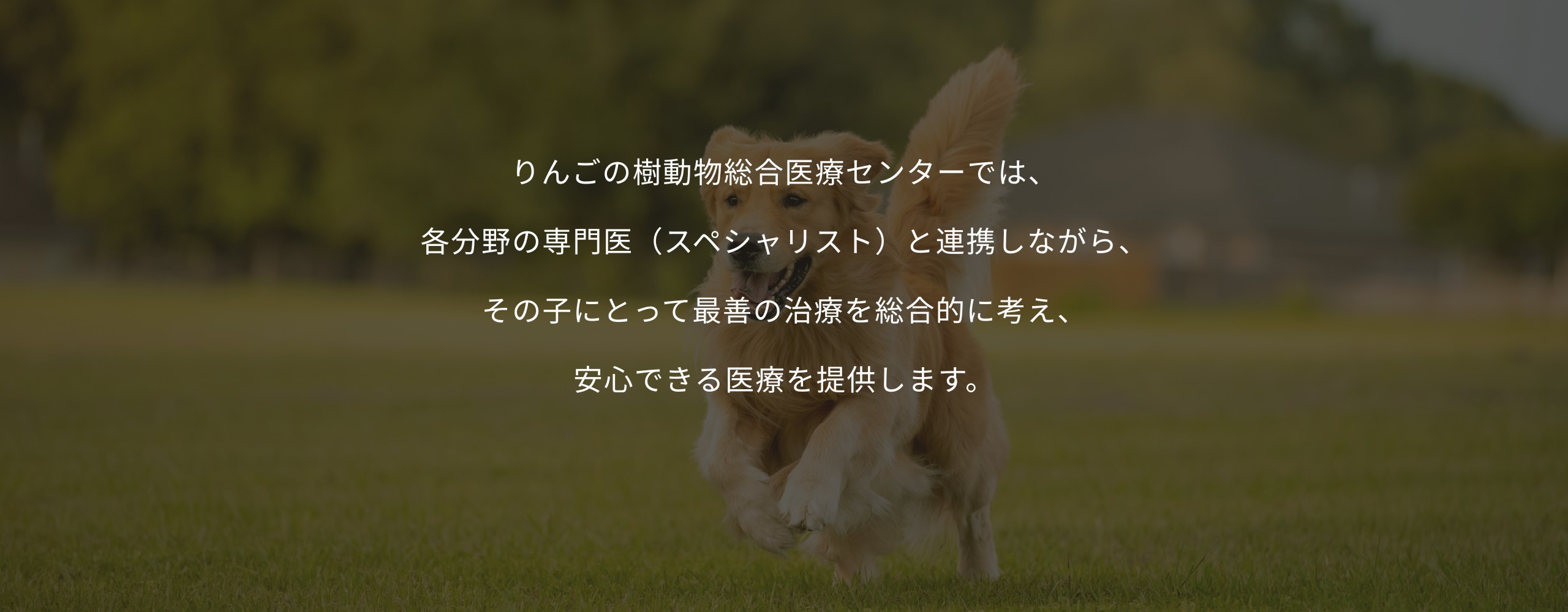 りんごの樹動物総合医療センター | 専門外来専用サイト | 犬・猫・エキゾチックなど動物の専門治療病院 | 皮膚科・眼科・エキゾチック科・腫瘍科・麻酔科・臨床病院科・ 内視鏡外科・循環器科・行動診療科  ・緊急救命科