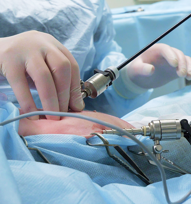 りんごの樹動物総合医療センター | 専門外来専用サイト | 犬・猫・エキゾチックなど動物の専門治療病院 | 皮膚科・眼科・エキゾチック科・腫瘍科・麻酔科・臨床病院科・ 内視鏡外科・循環器科・行動診療科  ・緊急救命科