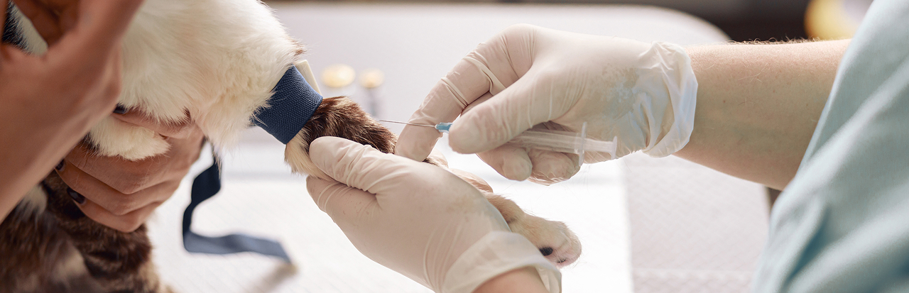 りんごの樹動物総合医療センター | 専門外来専用サイト | 犬・猫・エキゾチックなど動物の専門治療病院 | 皮膚科・眼科・エキゾチック科・腫瘍科・麻酔科・臨床病院科・ 内視鏡外科・循環器科・行動診療科  ・緊急救命科